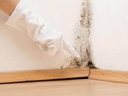  Santa Fe Springs, CA Mold Removal & Remediation Pros